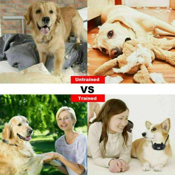 Anti-Bark Electric Shock Pet Dog Training E-Collar Obedience Remote Control AU - Office Catch