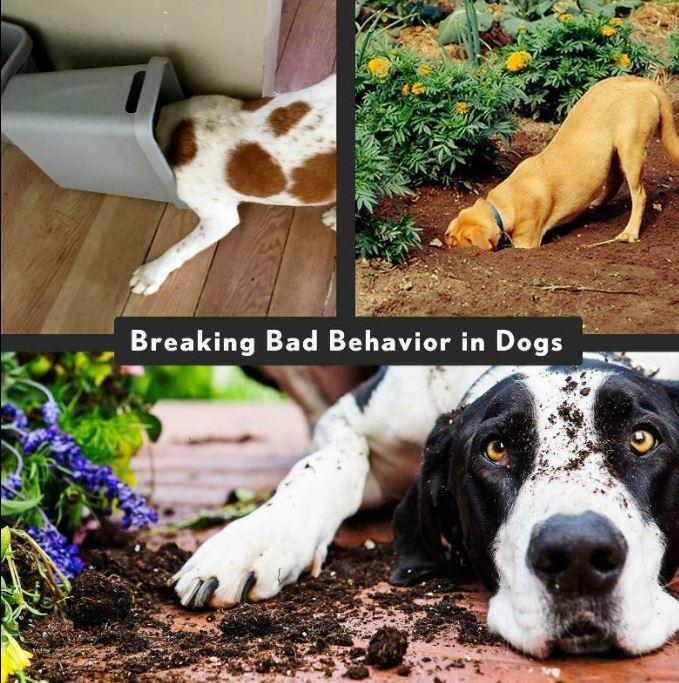 Anti-Bark Electric Shock Pet Dog Training E-Collar Obedience Remote Control AU - Office Catch